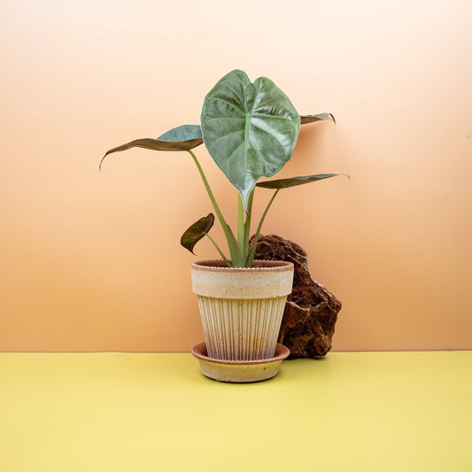 Alocasia Wentii – Elefantenohr mit ausladendem Wuchs – potflourri