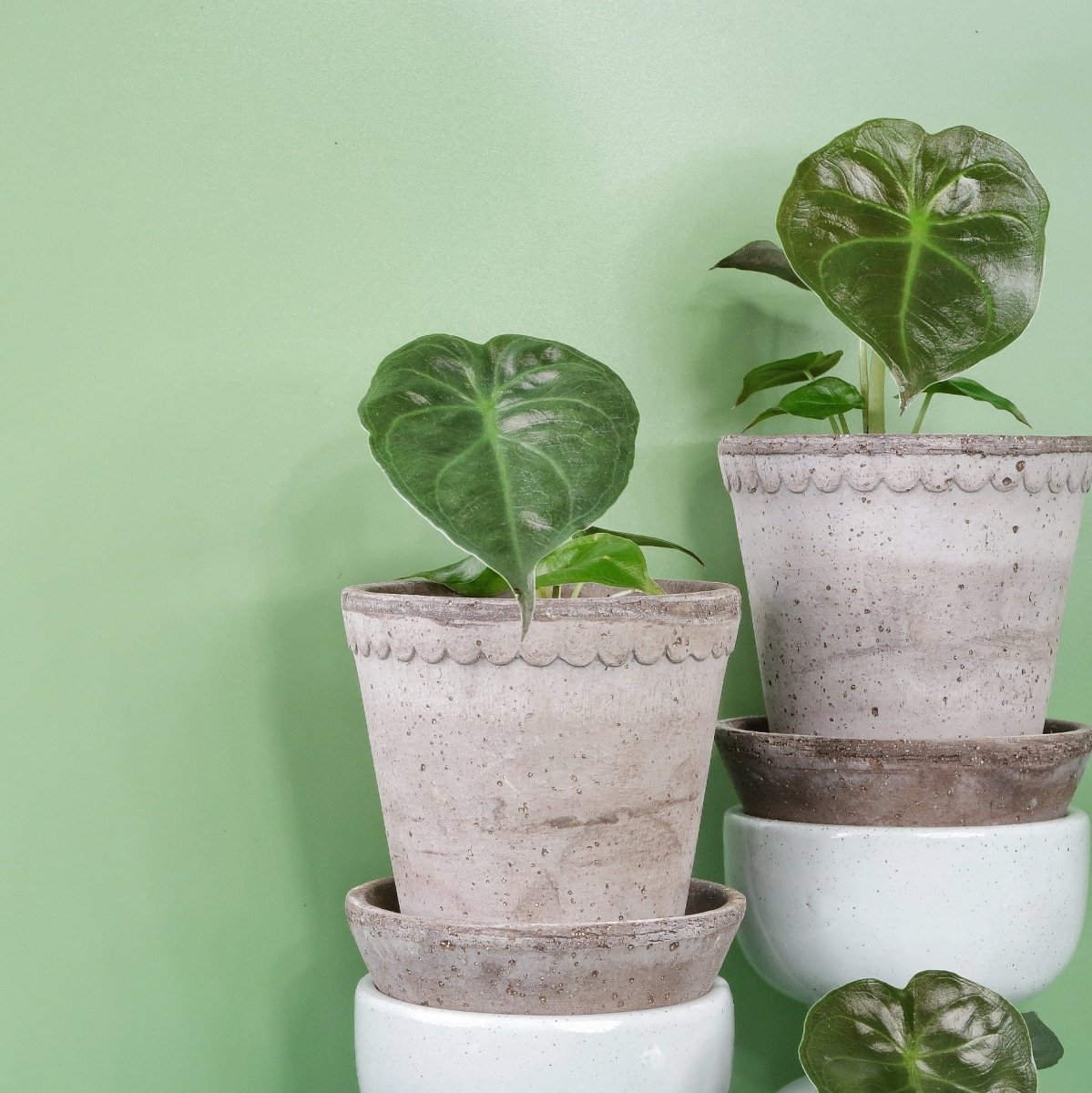 Alocasia Wentii, dunkelgrüne Blattoberseite mit violetter Unterseite