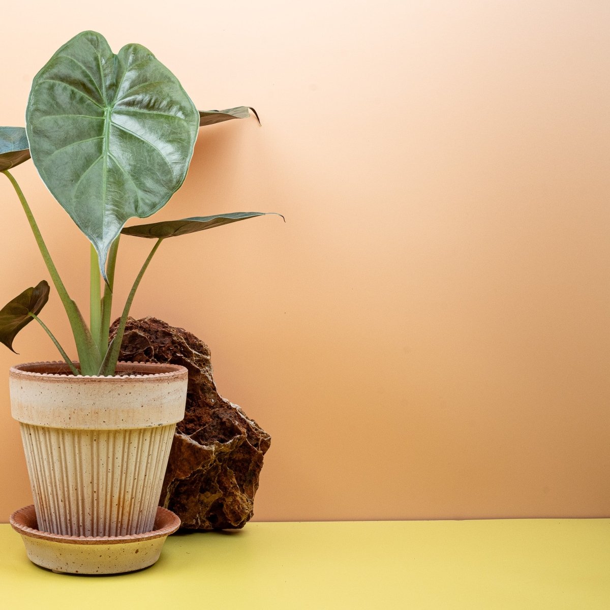 Alocasia Wentii, dunkelgrüne bis bronzefarbene Blattoberseite
