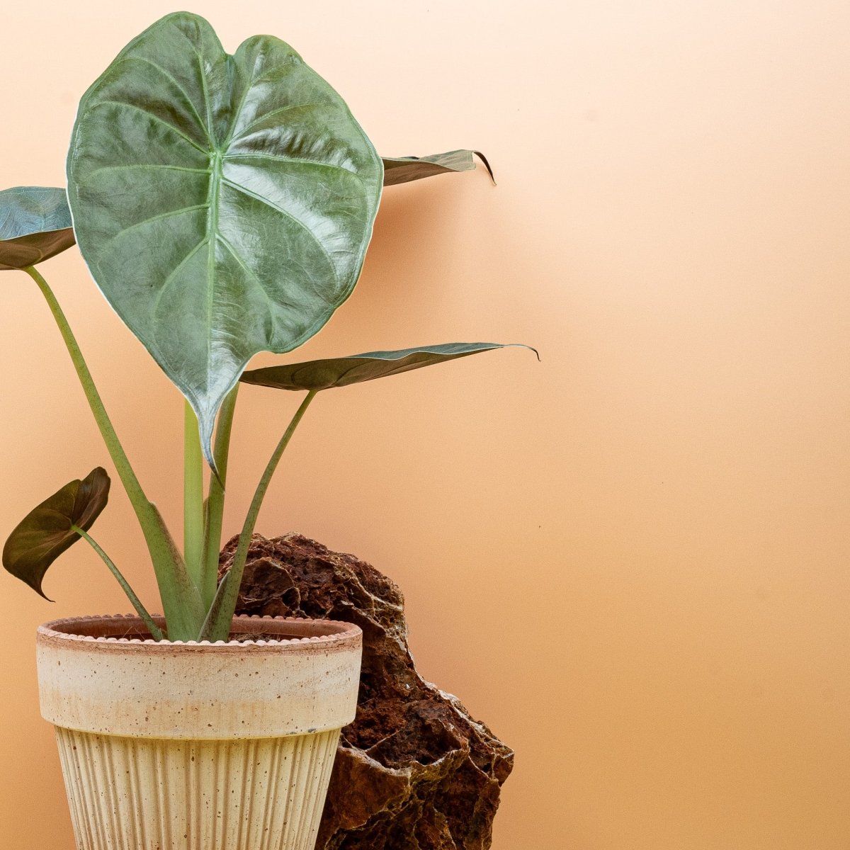 Alocasia Wentii, robuste Alokasie für helle Standorte – potflourri