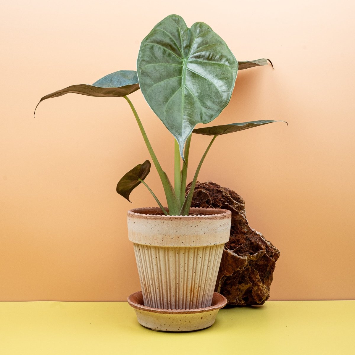 Alocasia Wentii, herzförmige Blätter mit derber Blattsubstanz
