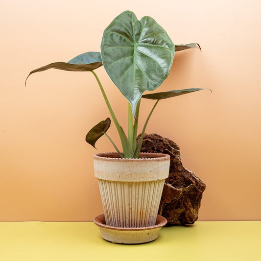 Alocasia Wentii – Elefantenohr mit ausladendem Wuchs – potflourri