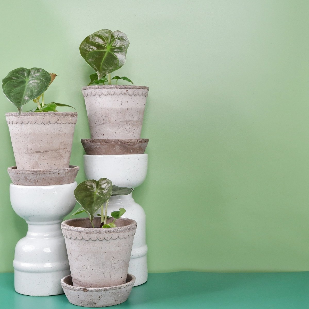 Alocasia Wentii, kräftiger Blattstiel und aufrechter Wuchs