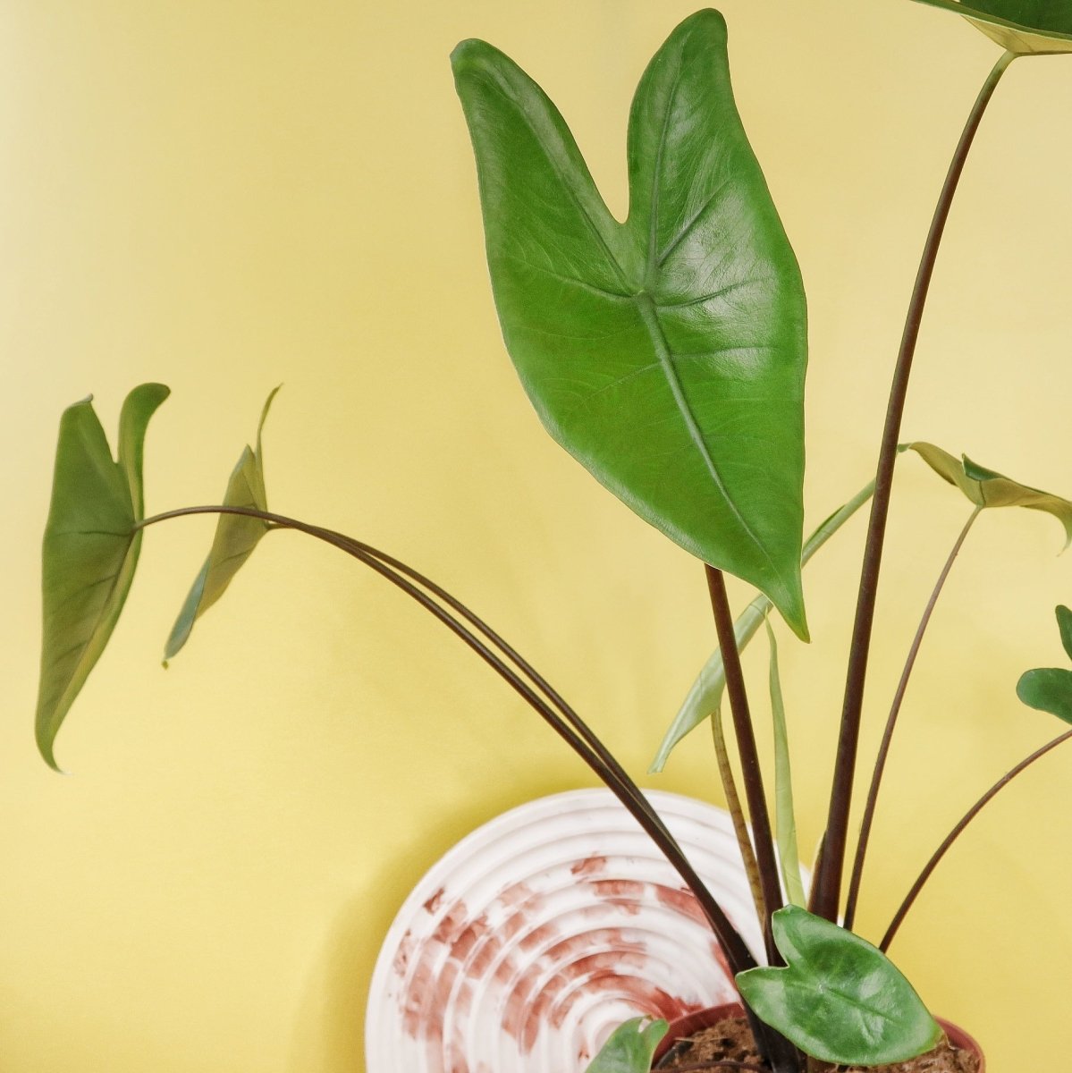Alocasia Zebrina Black Stem – dunkler Blattstiel im Detail