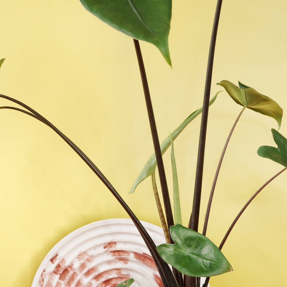 Alocasia Zebrina Black Stem, starker Hell-Dunkel-Kontrast