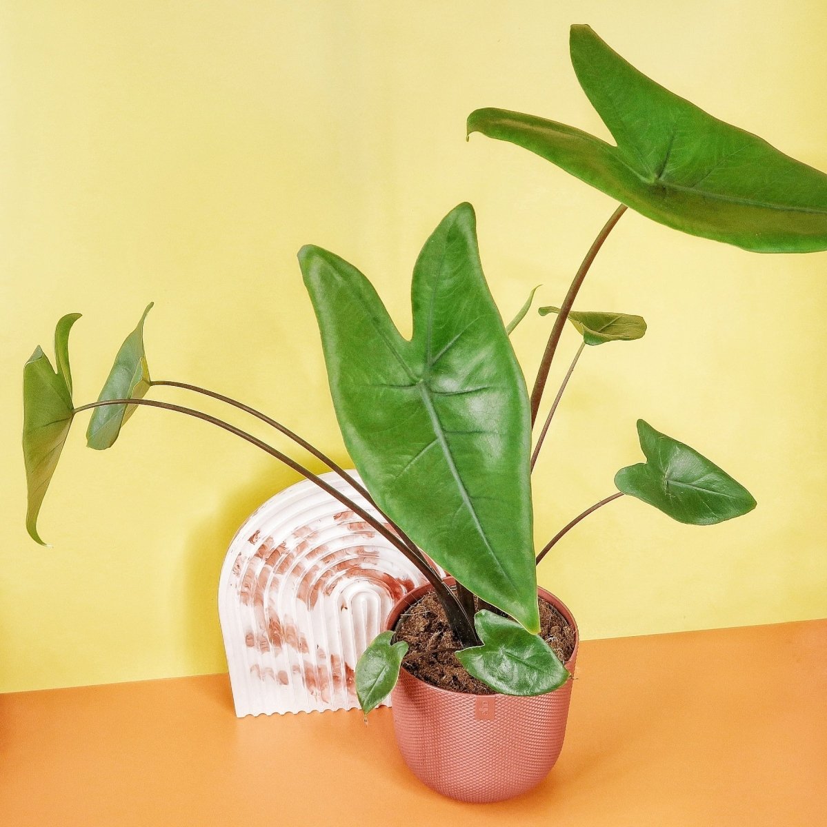 Alocasia Zebrina Black Stem, moderne Designpflanze