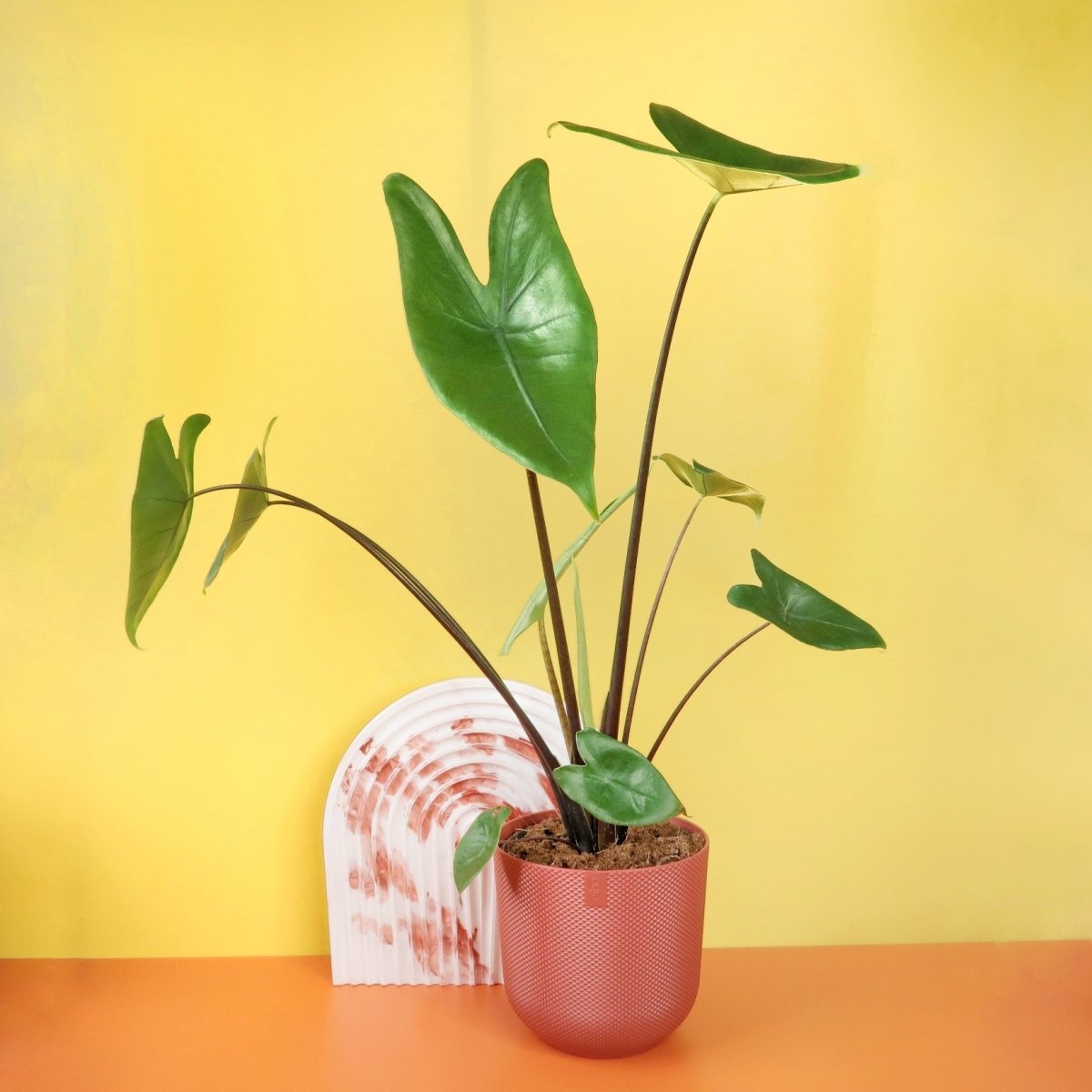 Alocasia Zebrina Black Stem – Zimmerpflanze mit dunklen Stielen – potflourri