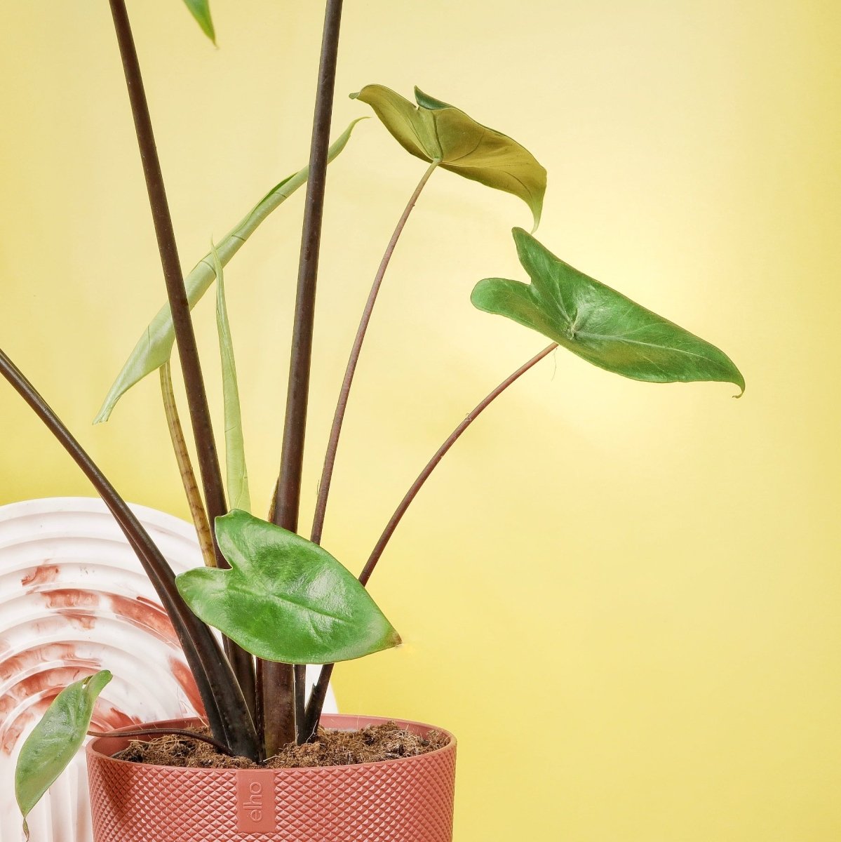 Alocasia Zebrina Black Stem, aufrechte, architektonische Wirkung