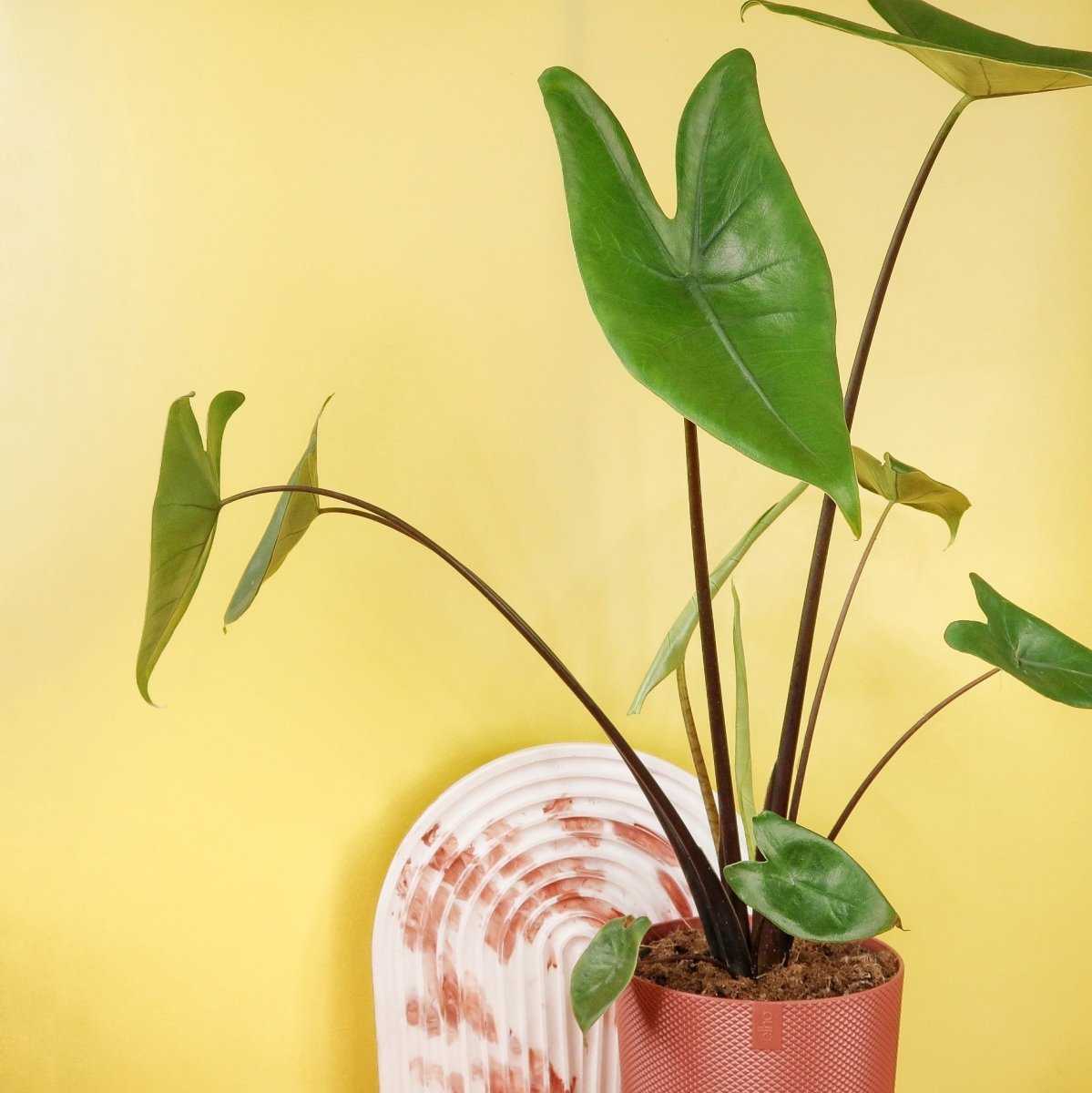 Alocasia Zebrina Black Stem, große, pfeilförmige Blätter