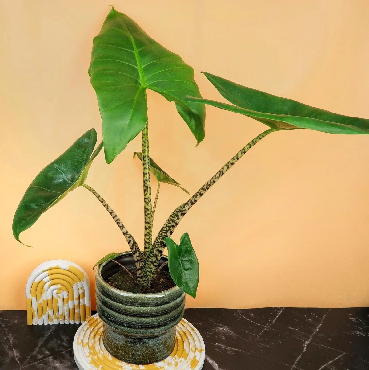 Alocasia Zebrina Little – kompakte Zimmerpflanze – potflourri