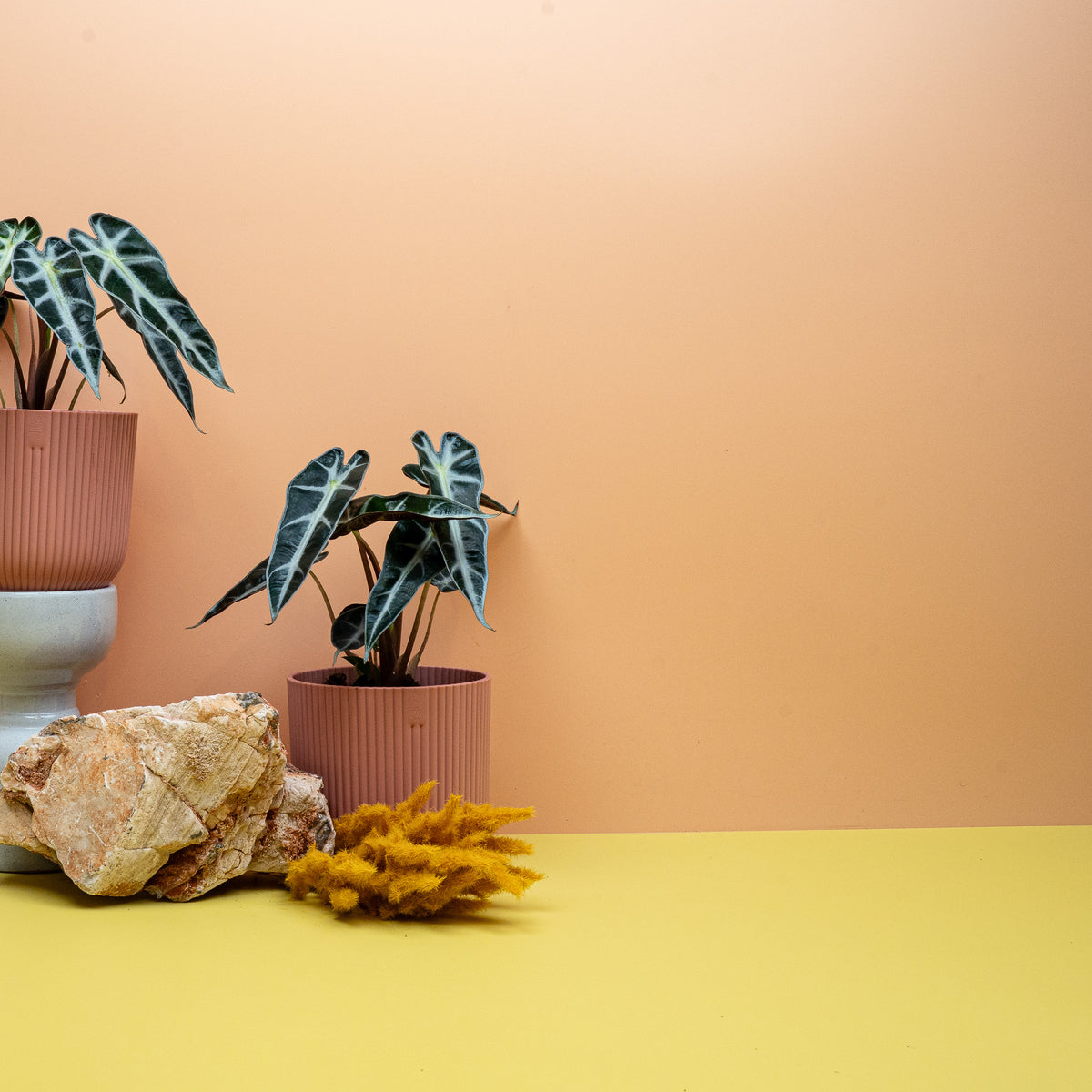 ALOCASIA BAMBINO