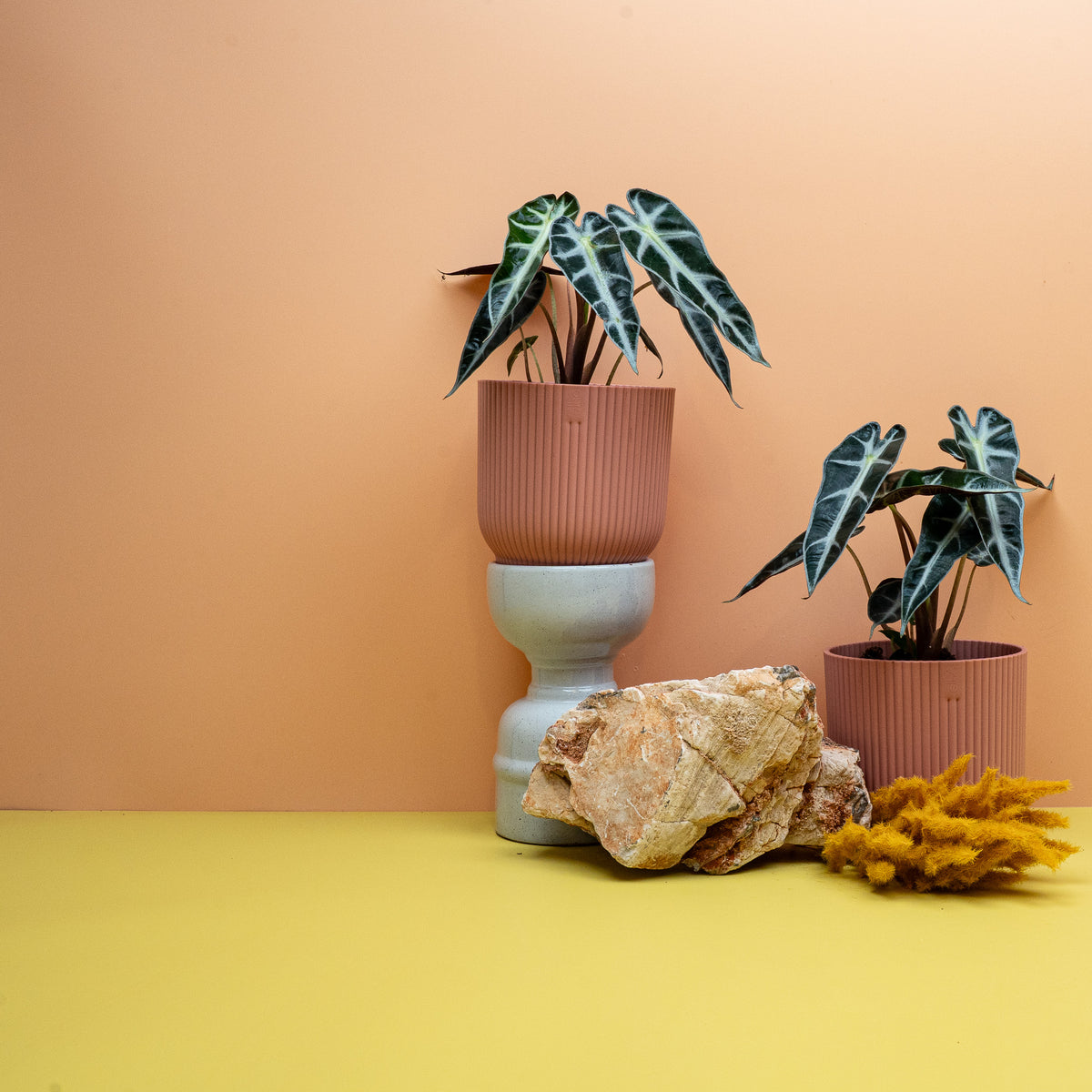 ALOCASIA BAMBINO