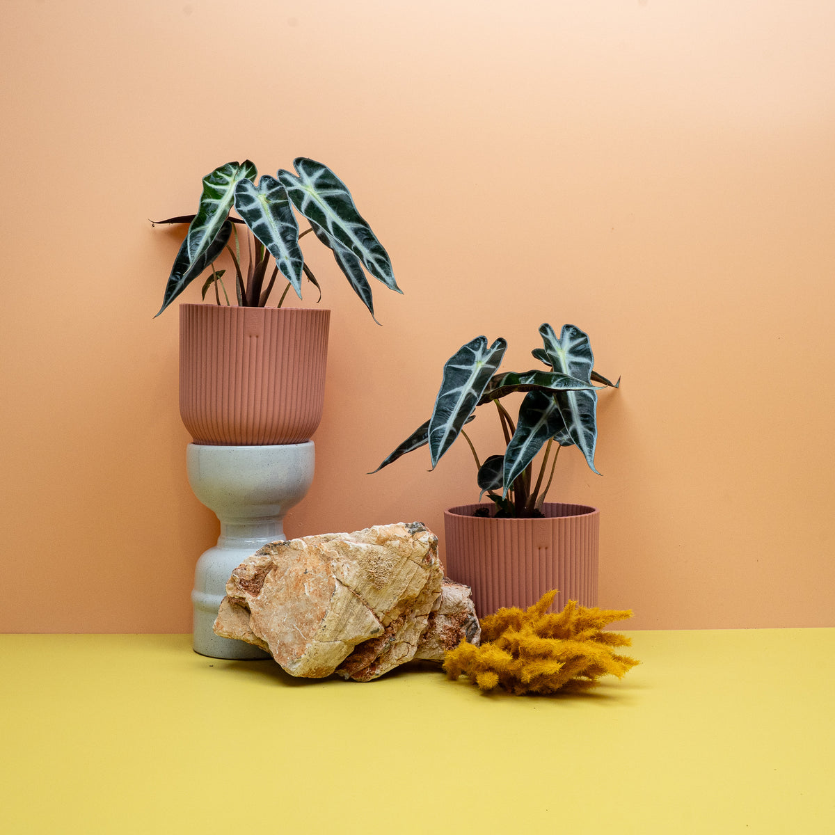 ALOCASIA BAMBINO
