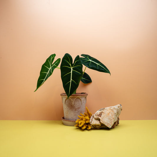 ALOCASIA FRYDEK