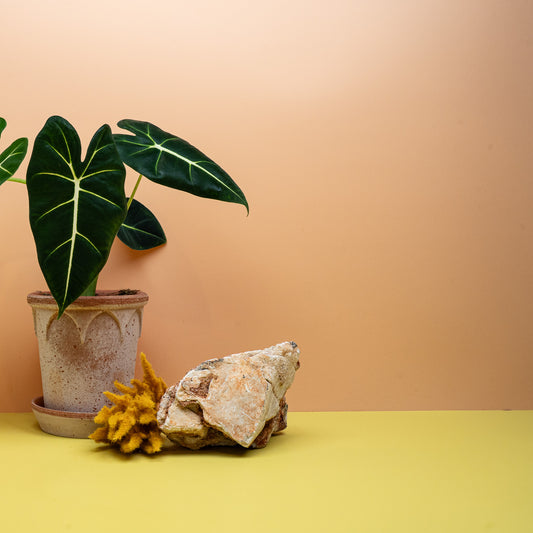 ALOCASIA FRYDEK