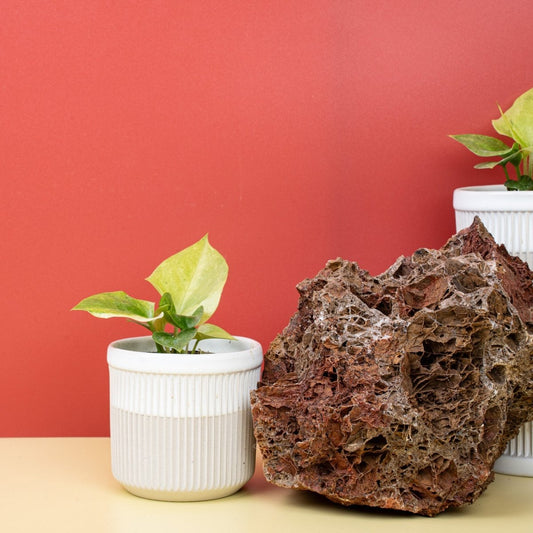 Anthurium Bonplandii Variegata, bunte Blattmusterung – potflourri