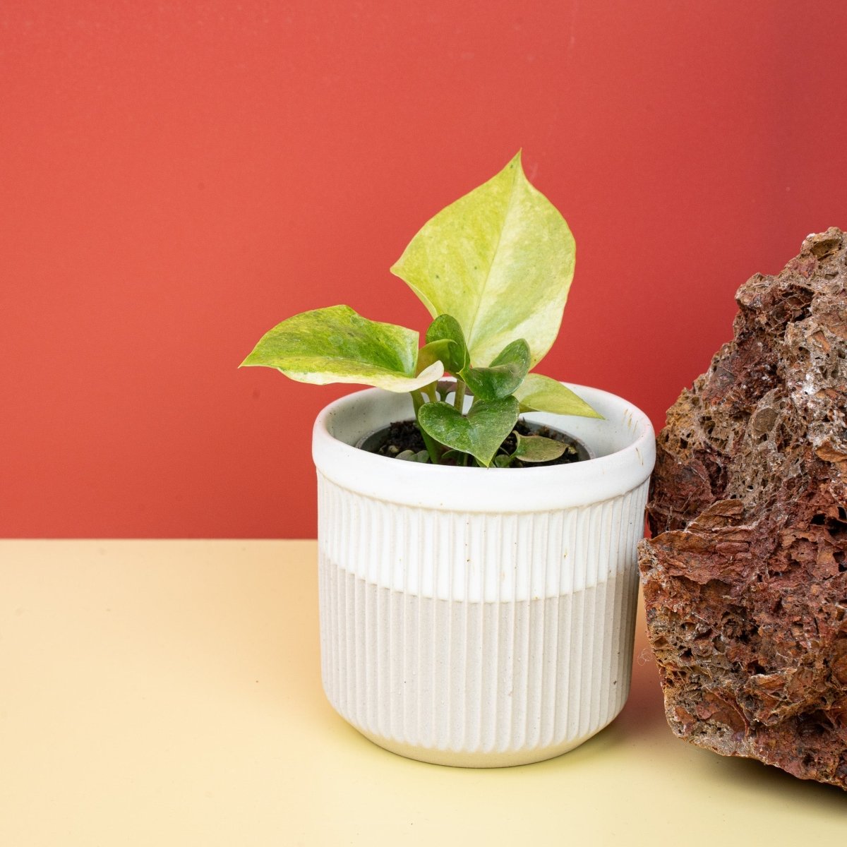 Anthurium Bonplandii Variegata, seltene Sammlerpflanze