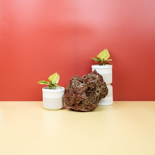 Anthurium Bonplandii Variegata, bunte Blattmusterung – potflourri