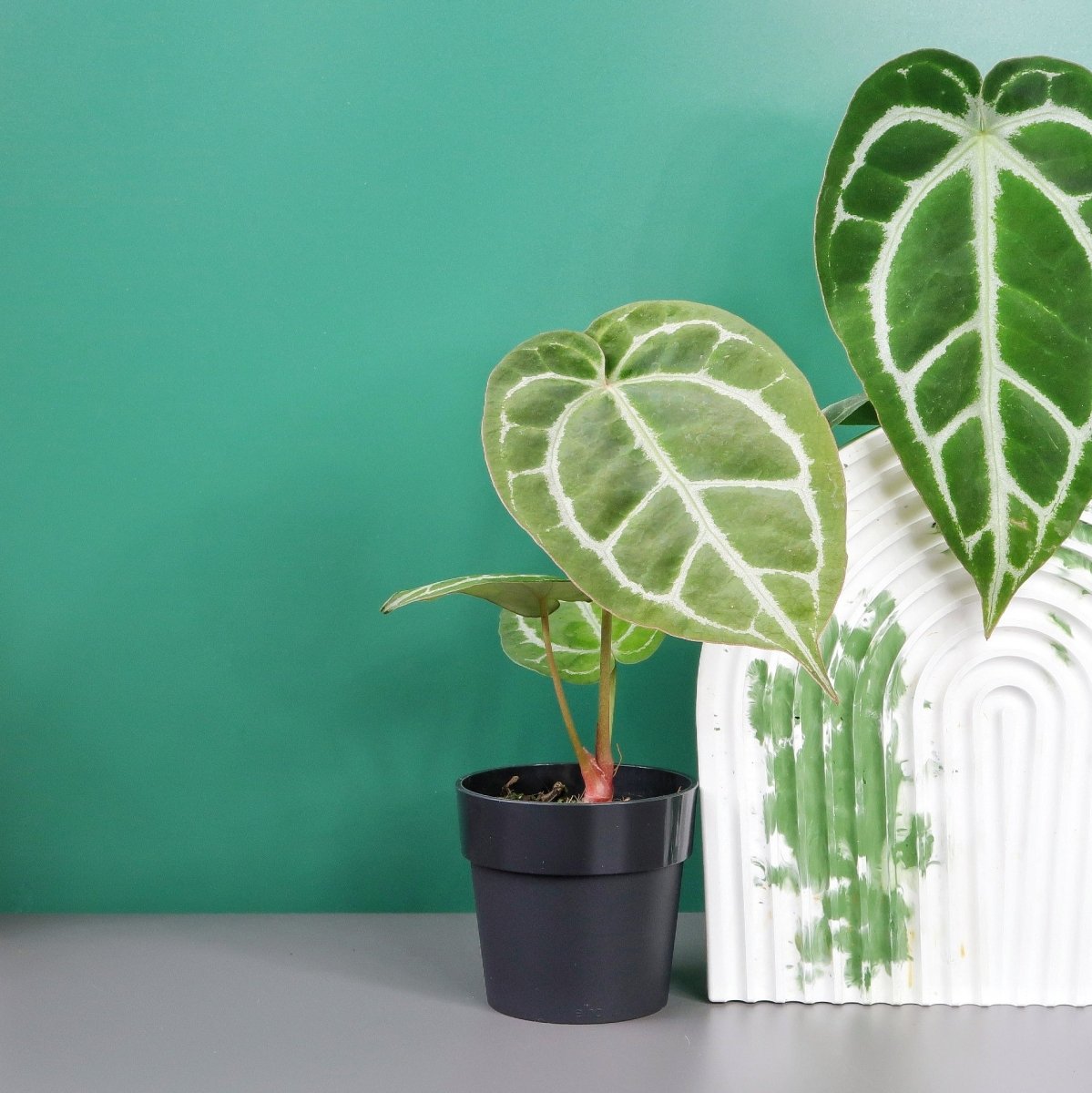 Anthurium Crystallinum x Clarinervium, blaugrauer bis silbriger Blattschimmer – potflourri
