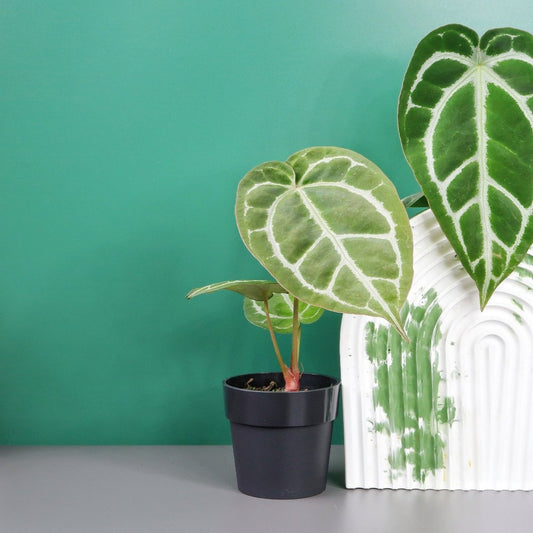 Anthurium Crystallinum x Clarinervium – samtblättrige Hybride – potflourri