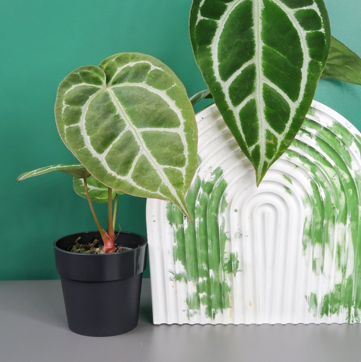 Anthurium Crystallinum x Clarinervium mit hellen, abgesetzten Adern – potflourri