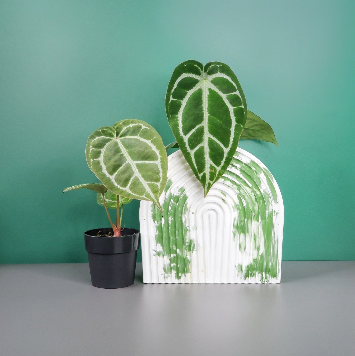 Anthurium Crystallinum x Clarinervium – samtblättrige Hybride – potflourri