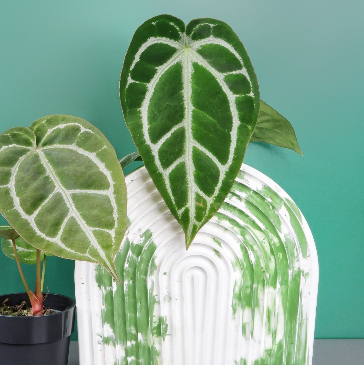 Anthurium Crystallinum x Clarinervium, seltene Hybride für Sammler – potflourri