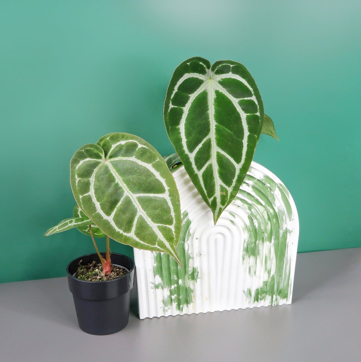 Anthurium Crystallinum x Clarinervium, matte Blattoberfläche im Detail – potflourri