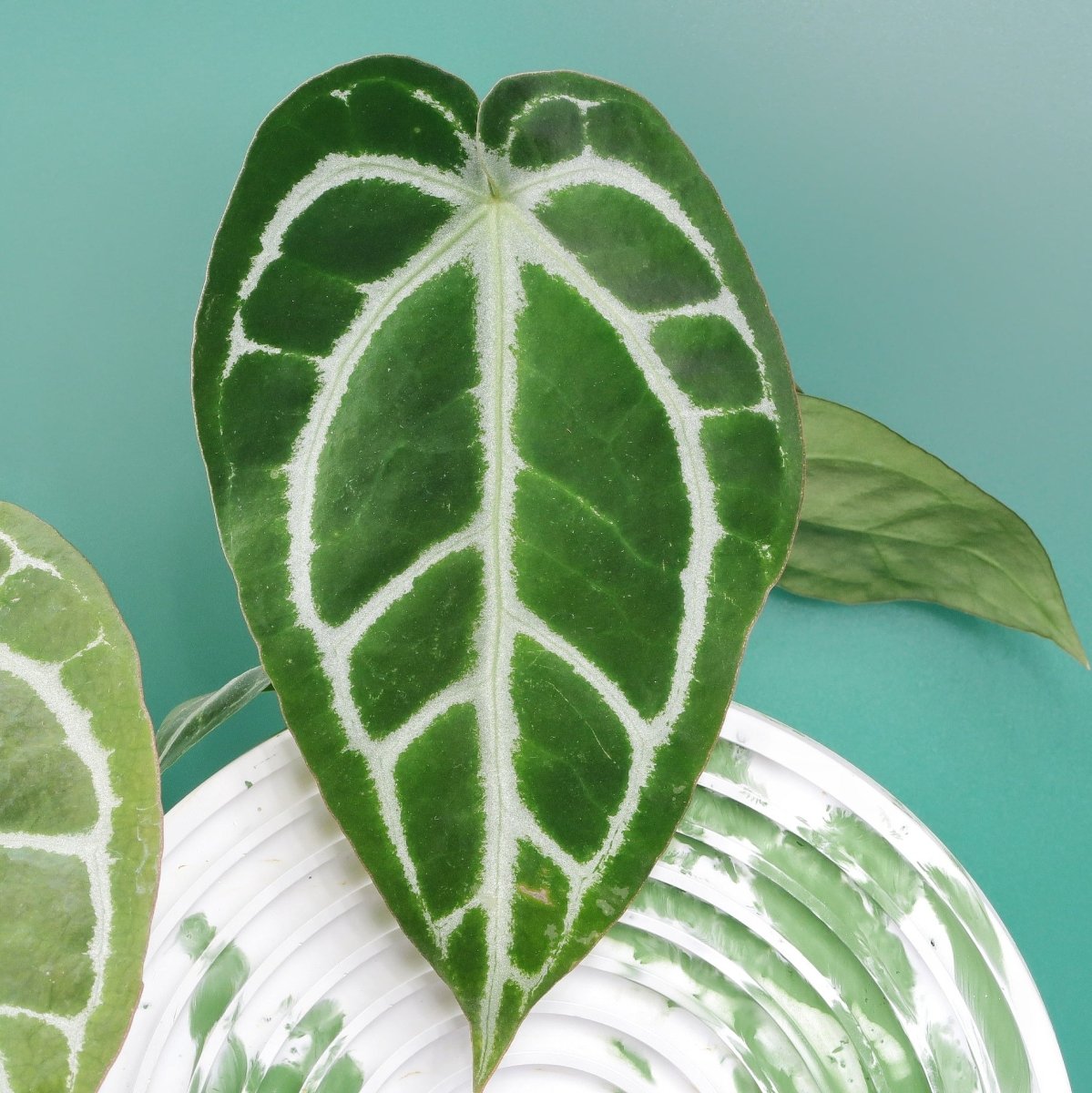 Anthurium Crystallinum x Clarinervium im Kulturtopf – potflourri