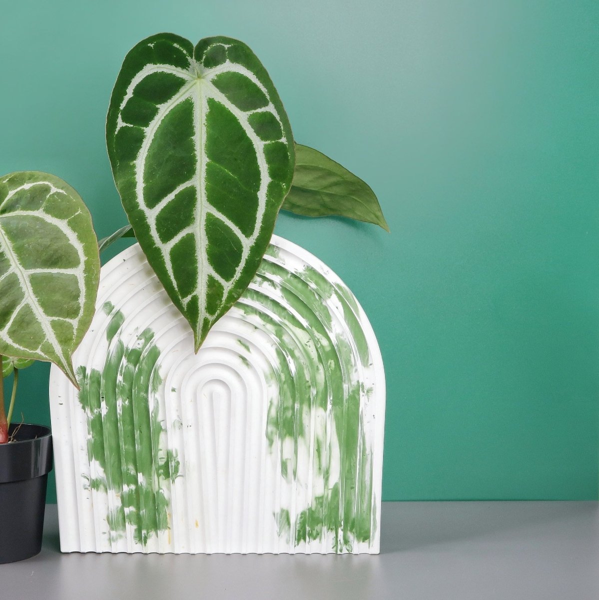 Anthurium Crystallinum x Clarinervium, herzförmiges Blatt – potflourri