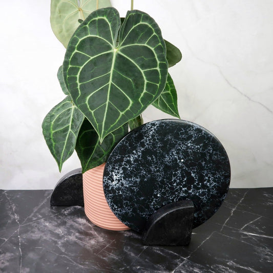 Anthurium Clarinervium – Zimmerpflanze mit weißen Blattadern – potflourri