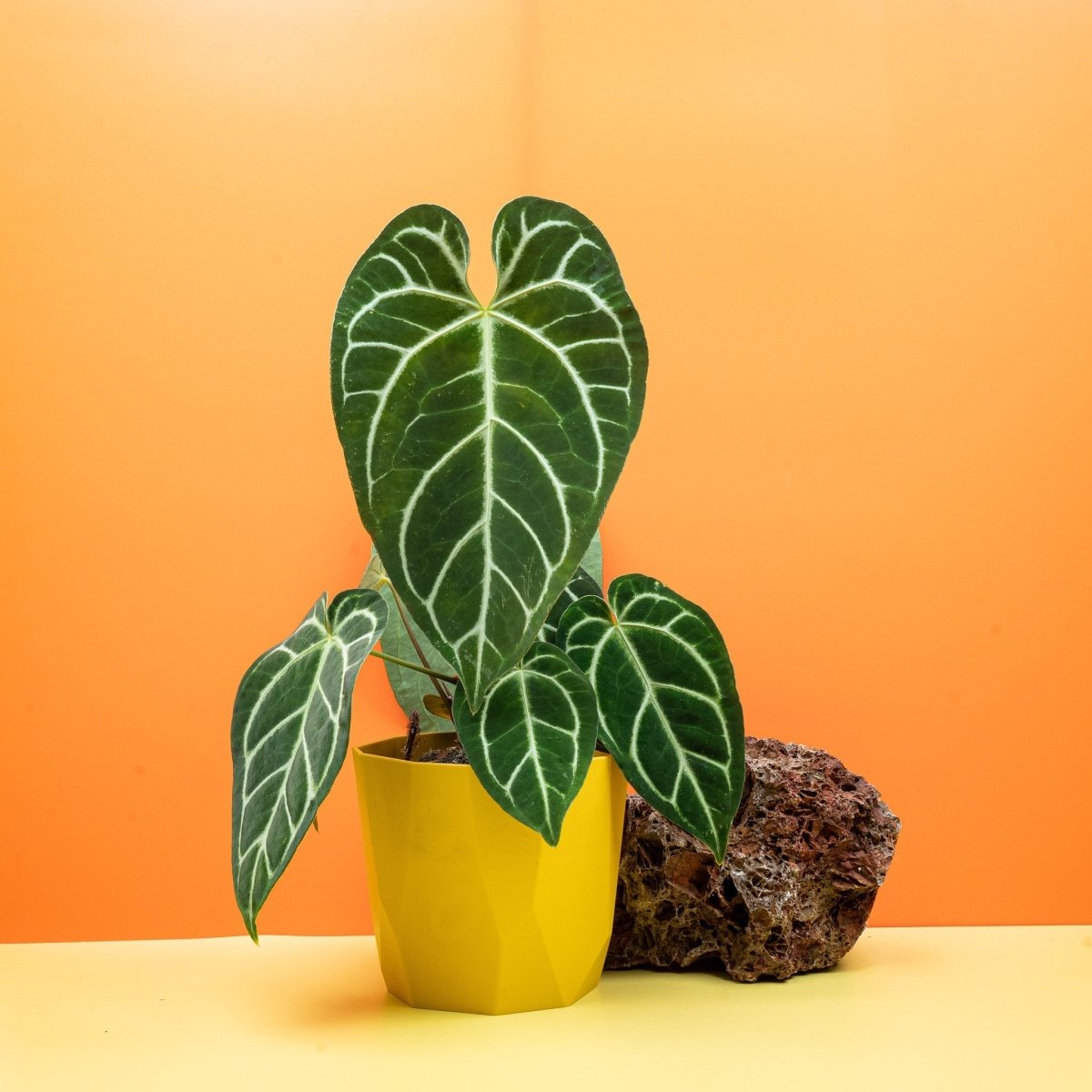 Anthurium Crystallinum x Regale, weiße Blattadern – potflourri