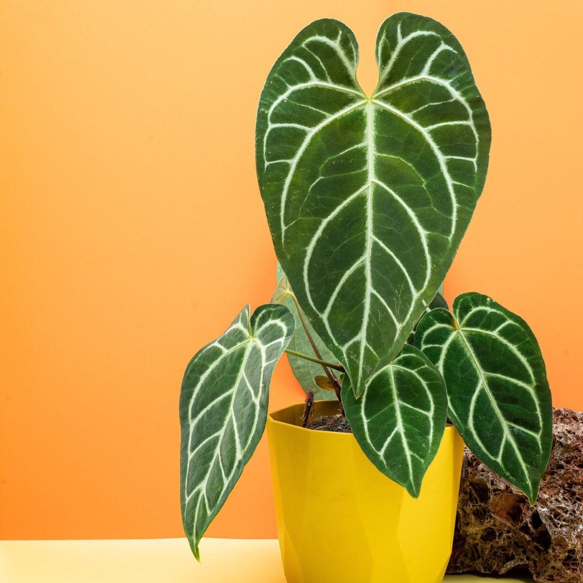 Anthurium Crystallinum x Regale, Gesamtansicht der Pflanze