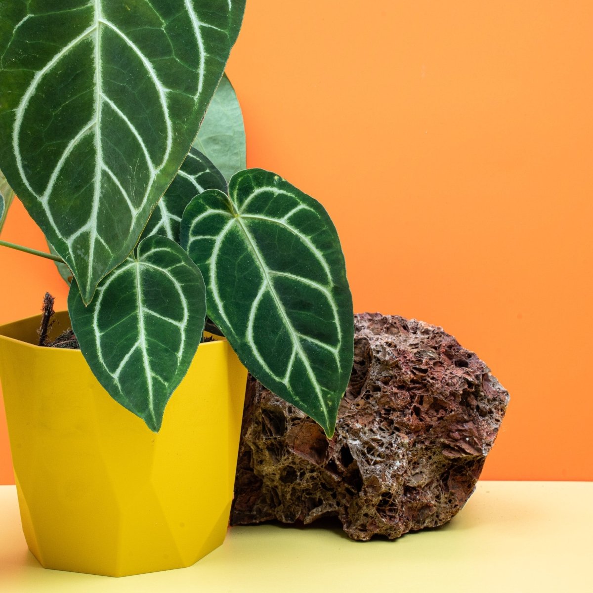 Anthurium Crystallinum x Regale, seltene Hybride