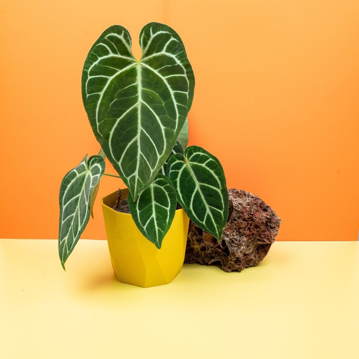 Anthurium Crystallinum x Regale mit samtigem Grün