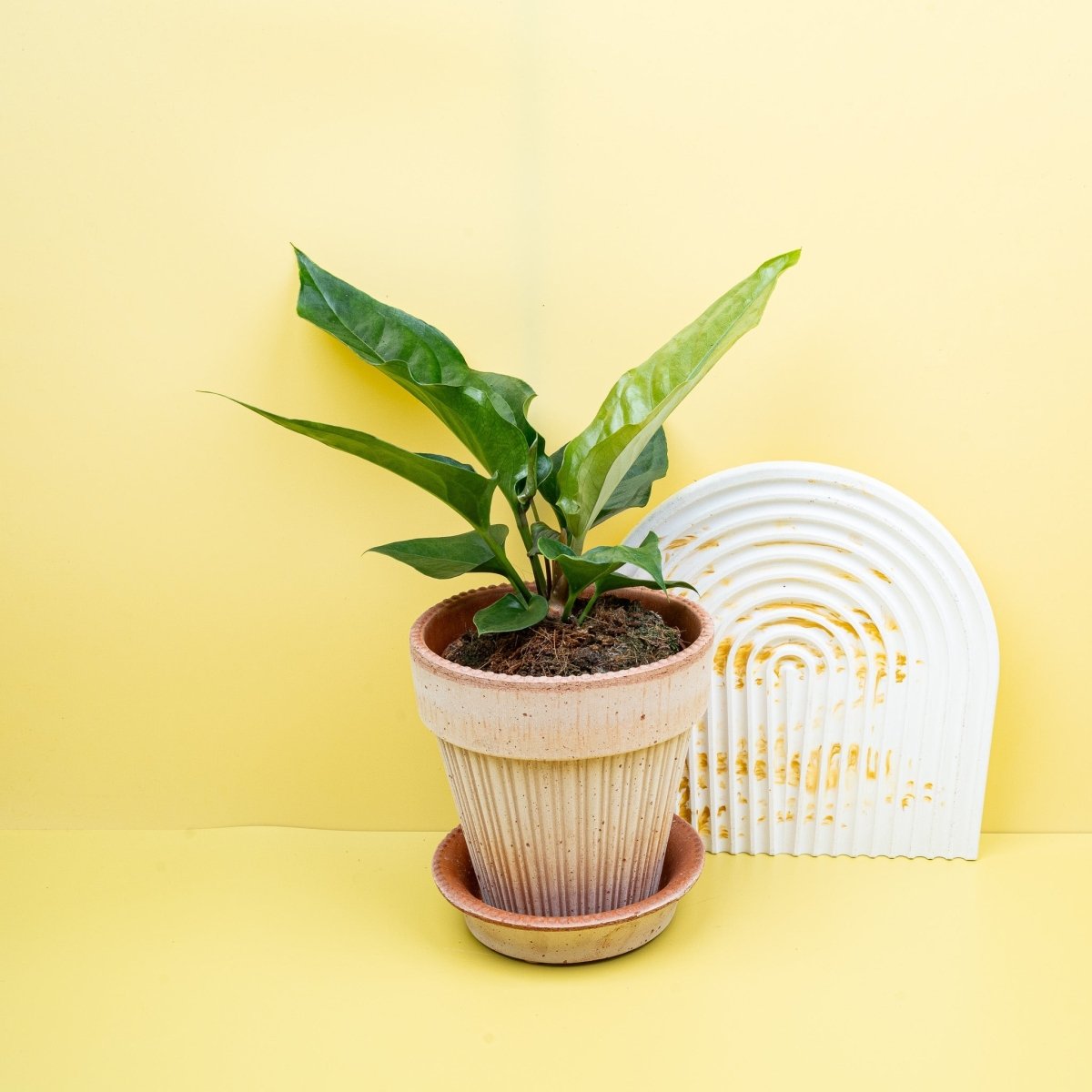 Anthurium Hookeri, junges Blatt im Wachstum