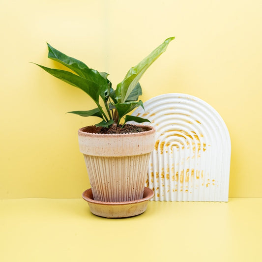 Anthurium Hookeri, große Blätter mit Wellenstruktur – potflourri