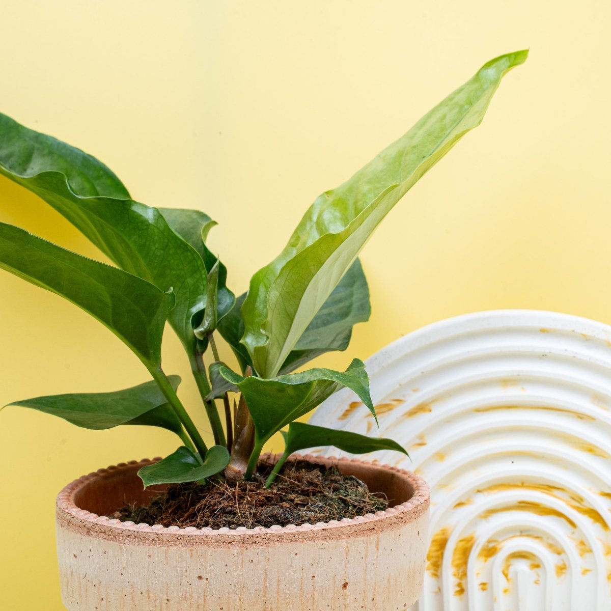 Anthurium Hookeri, robuste Zimmerpflanze
