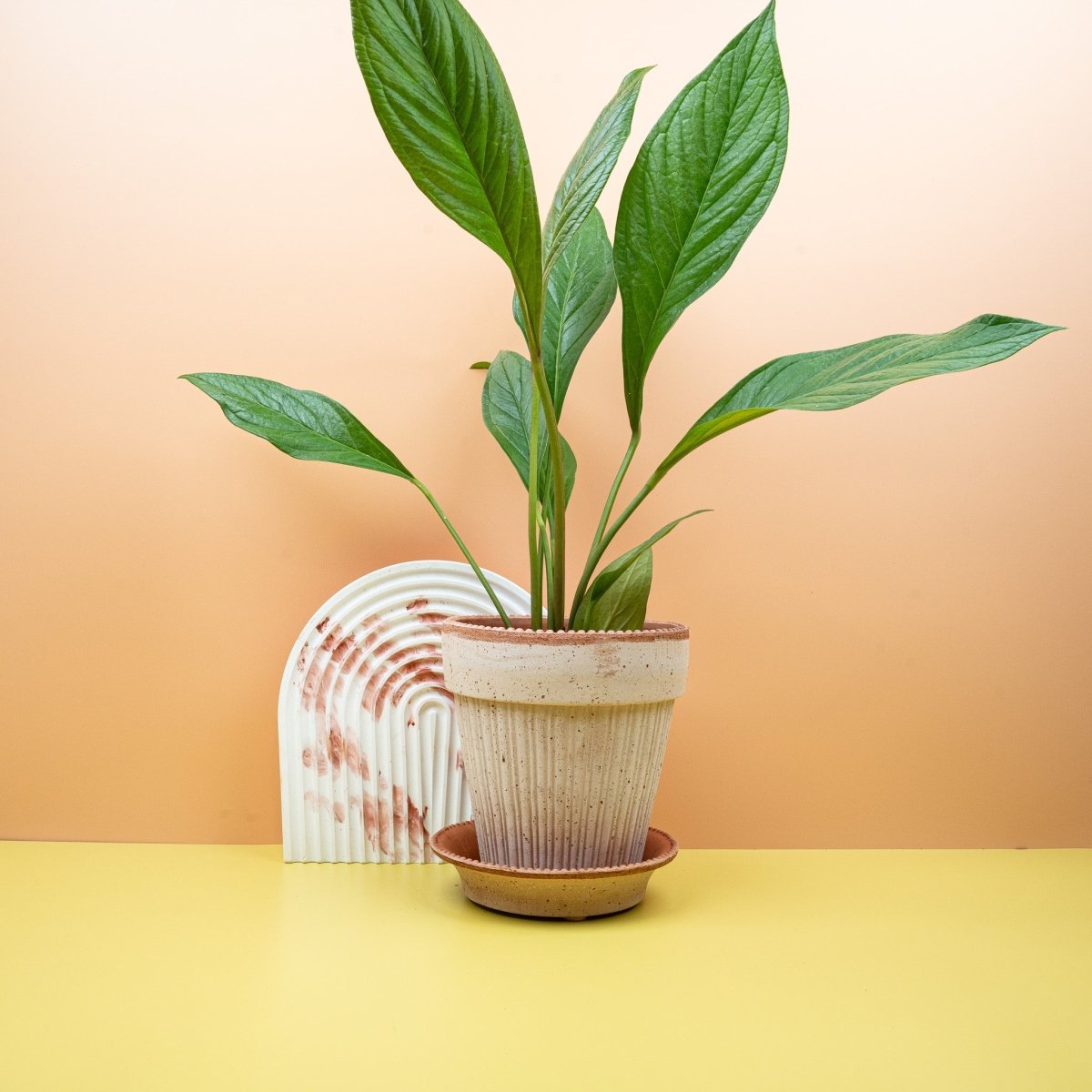 Anthurium Jumani, glänzende ledrige Blätter – potflourri