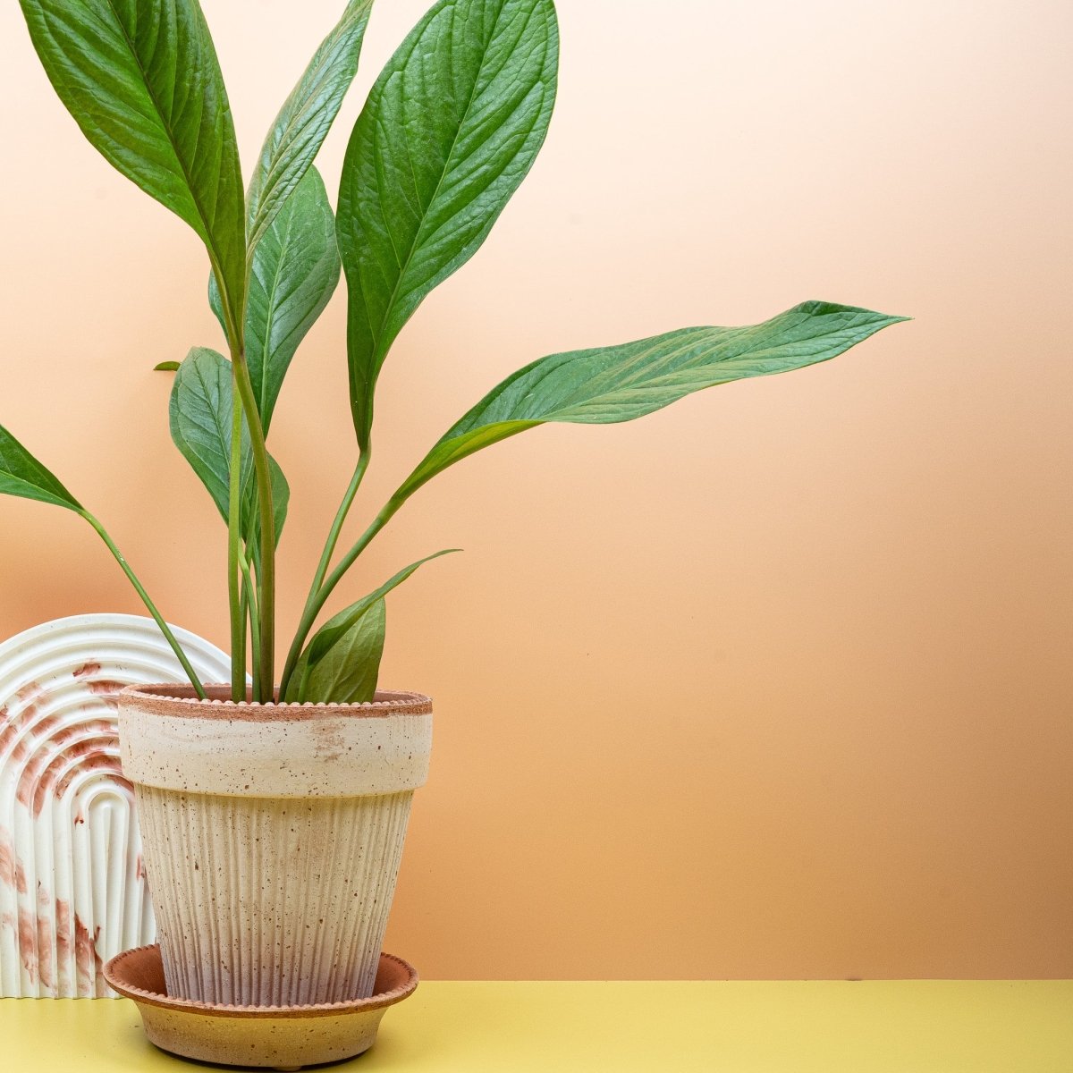 Anthurium Jumani, längliche lanzettliche Blattform