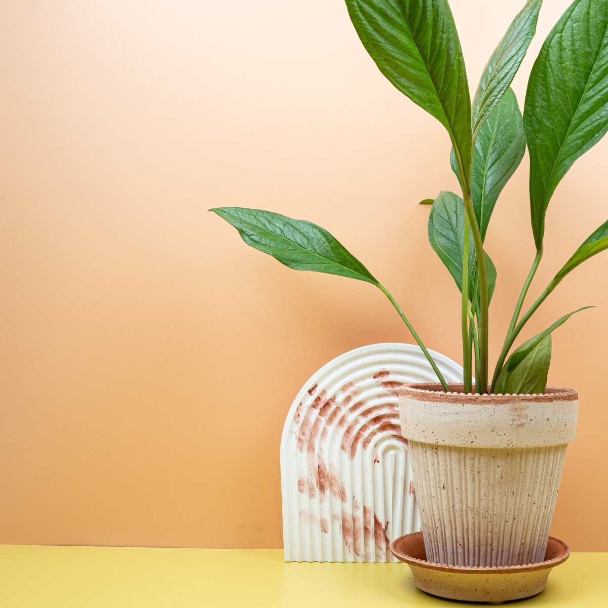 Anthurium Jumani in tiefem Grün