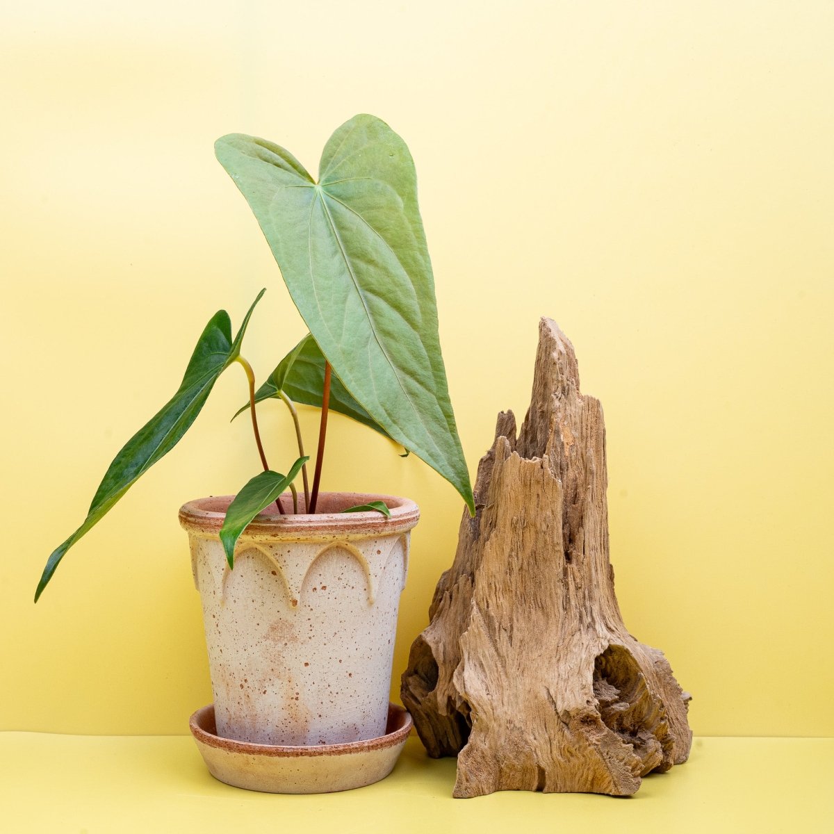 Anthurium Magnificum x Gigi mit auffälligen hellen Adern