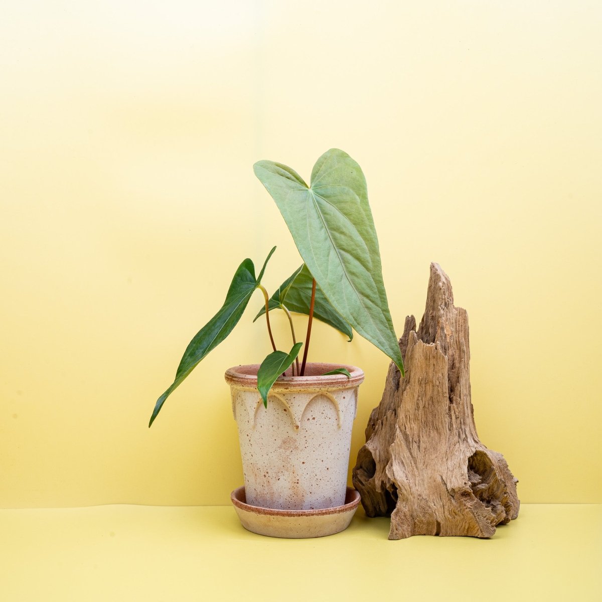 Anthurium Magnificum x Gigi, herzförmige Blätter – potflourri