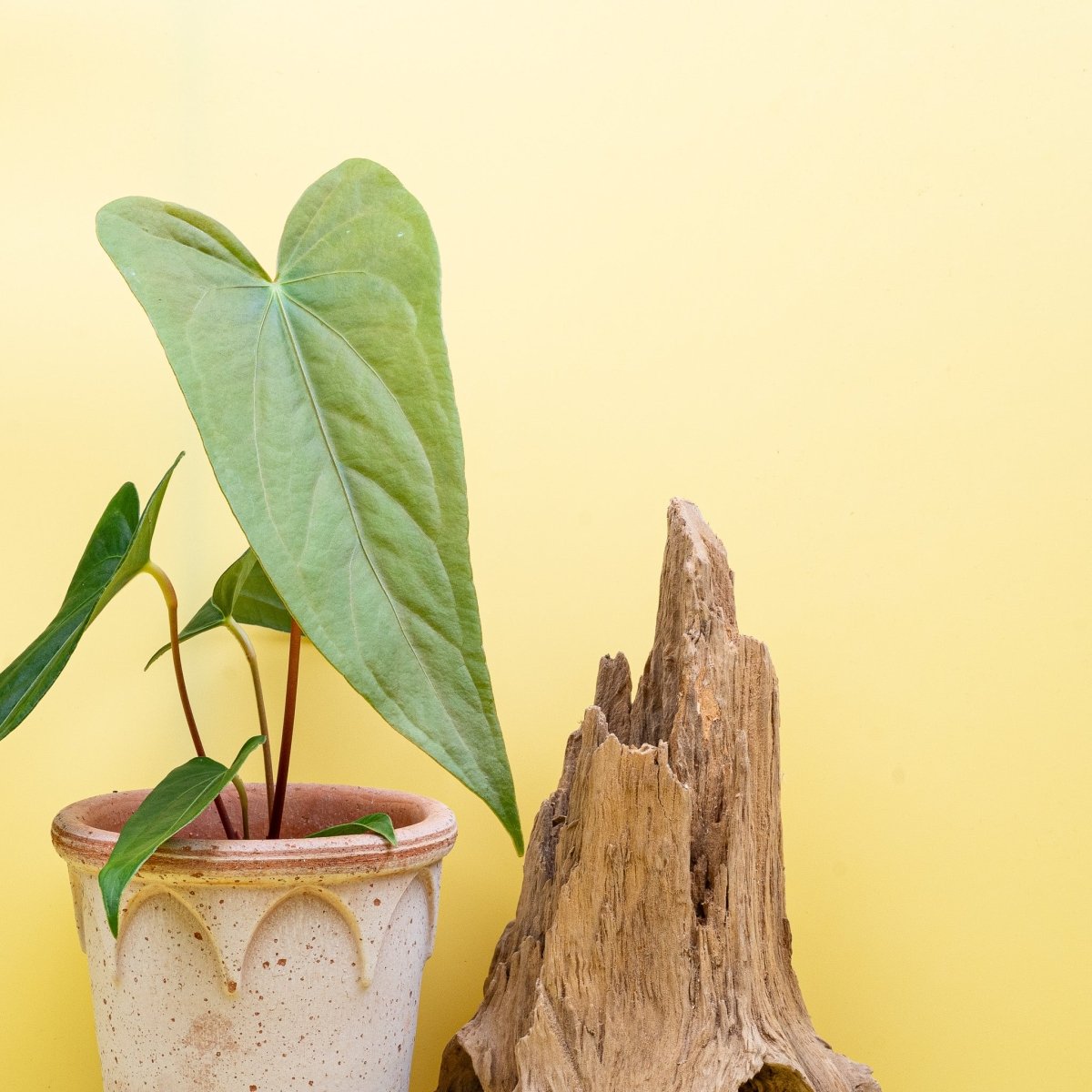 Anthurium Magnificum x Gigi, Gesamtansicht der Pflanze