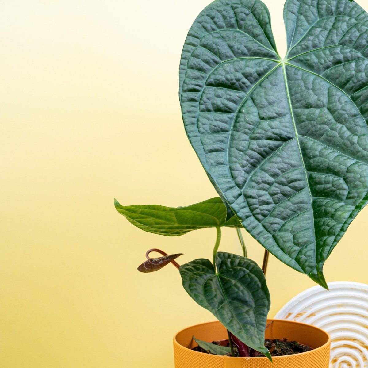 Anthurium Magnificum x Luxurians – Ansicht 8