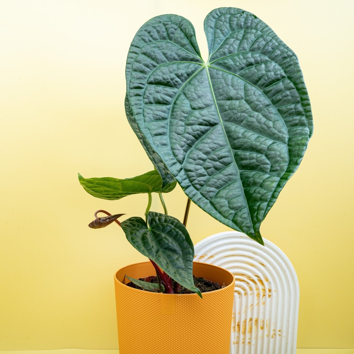 Anthurium Magnificum x Luxurians – Ansicht 9