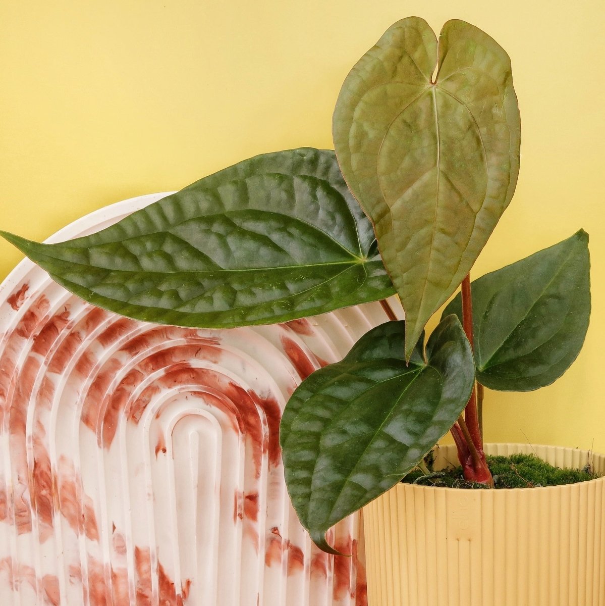 Anthurium Magnificum x Luxurians, seltene Hybride für Sammler
