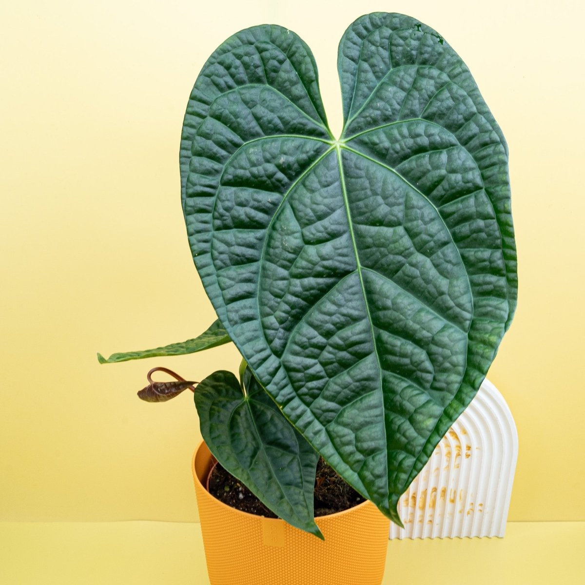 Anthurium Magnificum x Luxurians – Ansicht 7