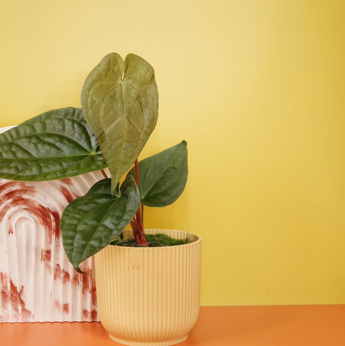 Anthurium Magnificum x Luxurians, besondere Textur