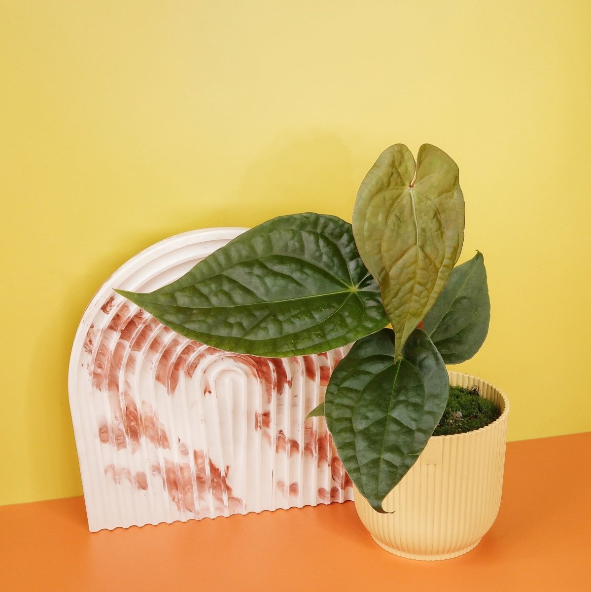 Anthurium Magnificum x Luxurians – Ansicht 6